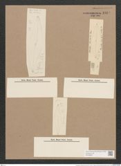 Pleurosigma rhomboides Cleve (de-Toni-Nr.: Genus 13, Species 1048) Zeichnungen Sammlung Grunow Nr. 1884 (NHMW-BOT-W0368997)